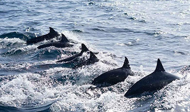 Bohol Dolphin Watching Bohol Dolphin Watching