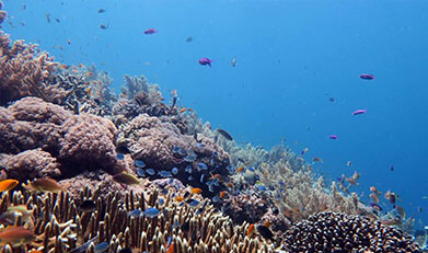 Bohol Scuba Diving Bohol Scuba Diving