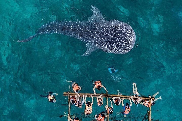Bohol Whale Shark Tour Bohol Whale Shark Tour