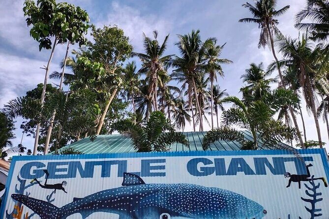 Bohol Whale Shark Watching