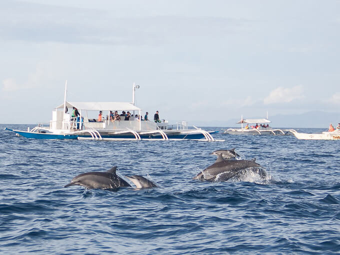 Bohol dolphin watching Bohol dolphin watching