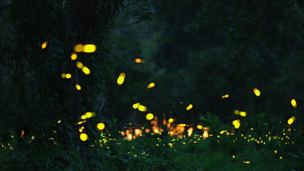 Firefly watching along a quiet river in Bohol at night, with glowing fireflies lighting up the trees